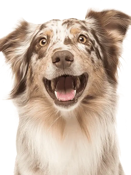 NEW!! CBD Calming Treats Jagerhund