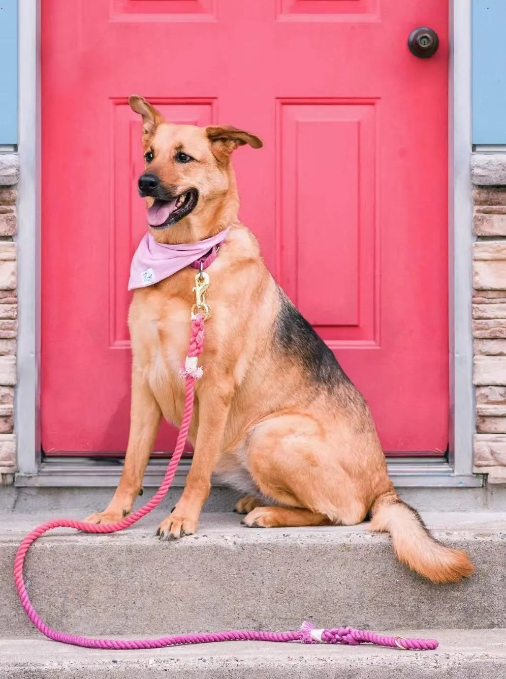 Luxe Royal Leather Rope Leash and Collar Set - Violet PAWSOME PETS