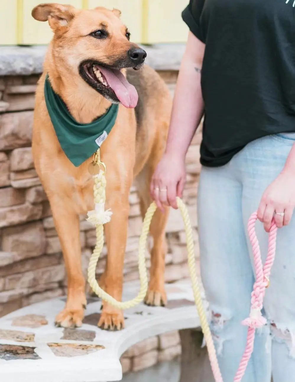Luxe Royal Leather Rope Leash and Collar Set - Violet PAWSOME PETS