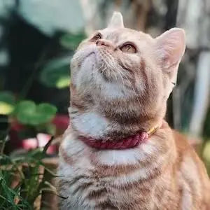 Luxe Royal Leather Rope Collar - Cotton Candy PAWSOME PETS