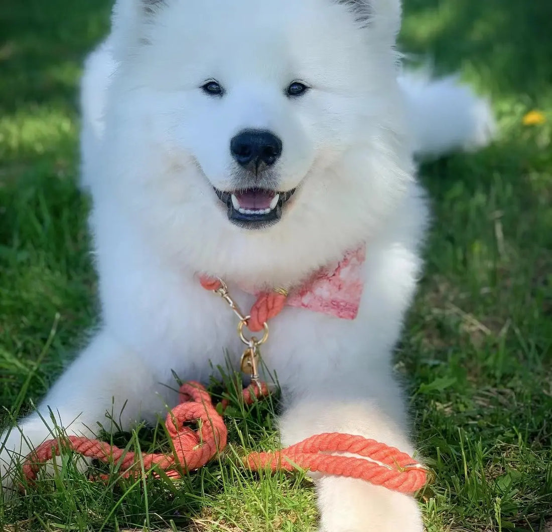 Luxe Royal Leather Rope Collar - Cotton Candy PAWSOME PETS