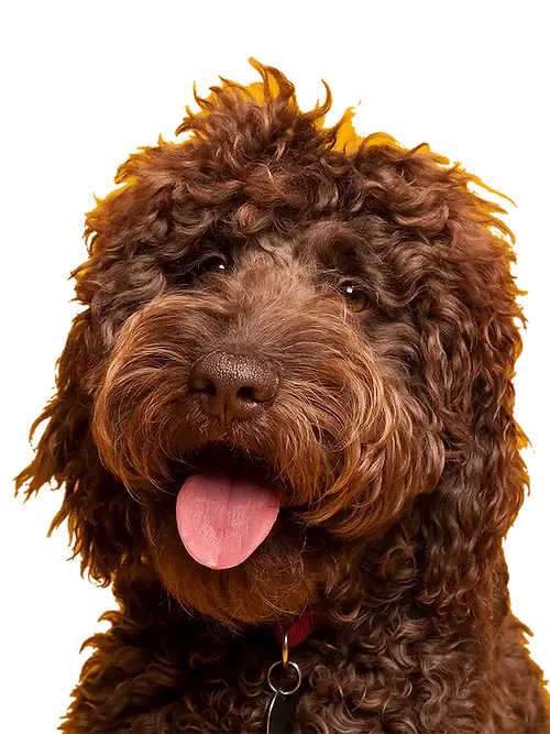 Antler Pumpkin Biscuits Jagerhund