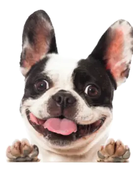 GingerBear Biscuits Jagerhund