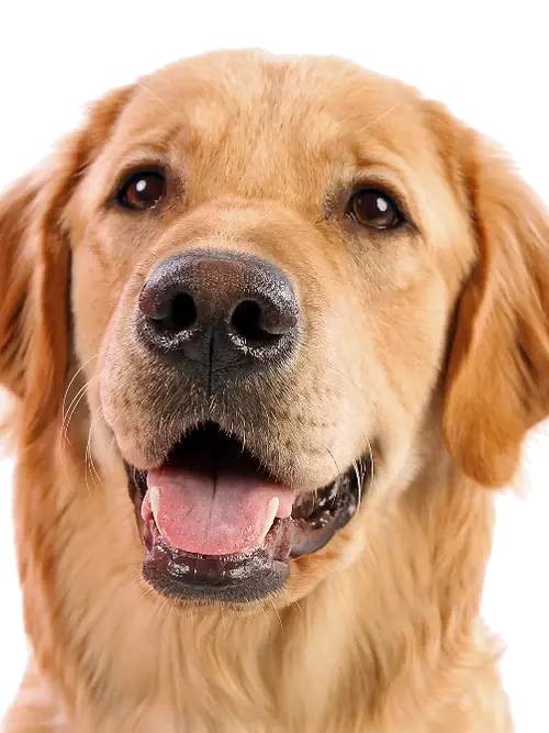 PB & Bacon Biscuits Jagerhund